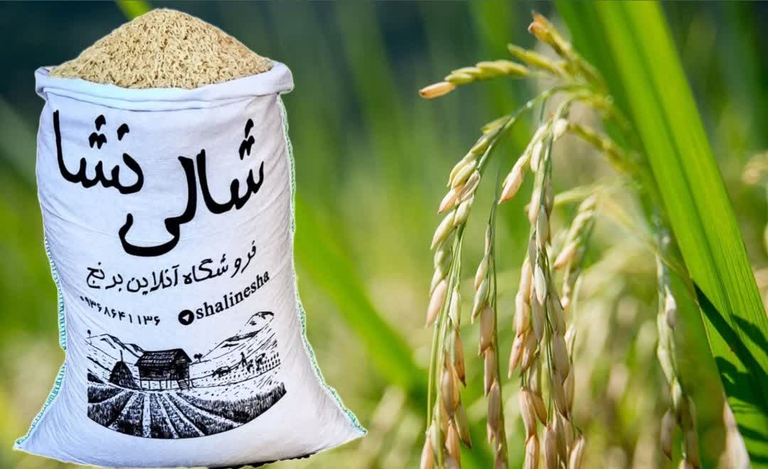 طارم هاشمی کشت دوم